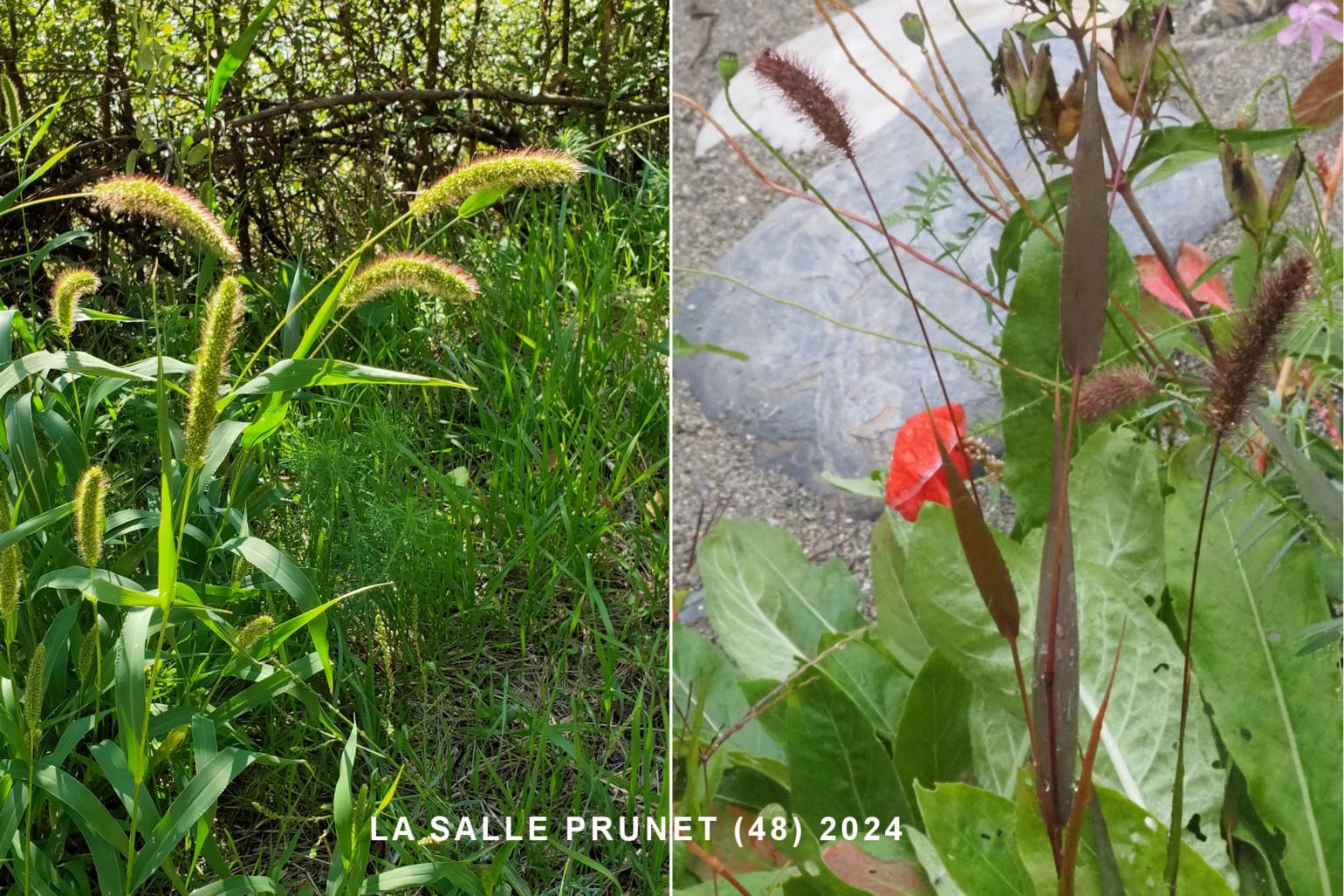 Bristle-grass, Red